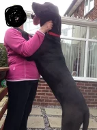 Německá doga s PP,,