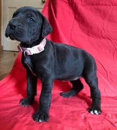 Německá doga s PP,,