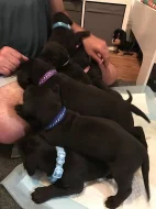 Německá doga s PP,,