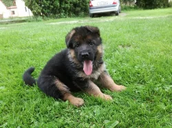 Štěňata Německého ovčaka  s PP