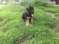 Štěňata Německého ovčaka  s PP