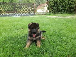Štěňata Německého ovčaka  s PP