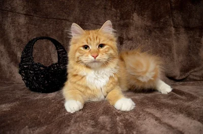 Prodám sibiřského kocourka s PP