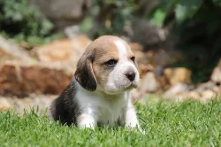 Bígl beagle štěňátka