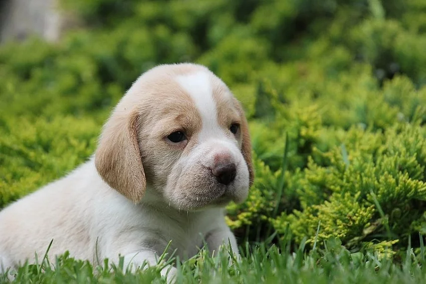 Bígl beagle štěňátka