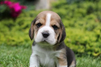 Bígl beagle štěňátka