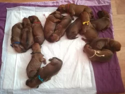 ! ! ! RHODESIAN RIDGEBACK ! ! !
