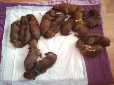 ! ! ! RHODESIAN RIDGEBACK ! ! !