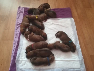 ! ! ! RHODESIAN RIDGEBACK ! ! !
