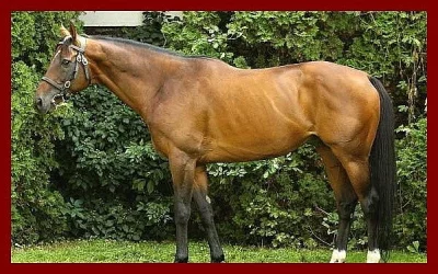 Prodám anglického plnokrevníka