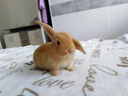 prodám králíky