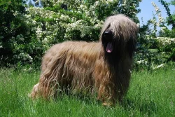 Briard - štěňata s PP