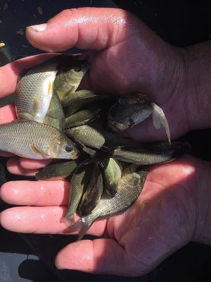 Prodám plůdek kapra