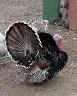 Krocan