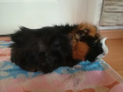 Prodám samici morčete