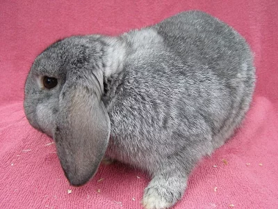 zakrslý králíček beránek