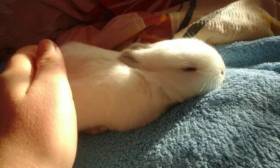 Prodám krásné sněhovo bílé mládě zakrslého králíčka