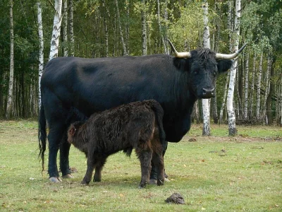 Prodám kravičku Highland, kráva skotský náhorní skot,