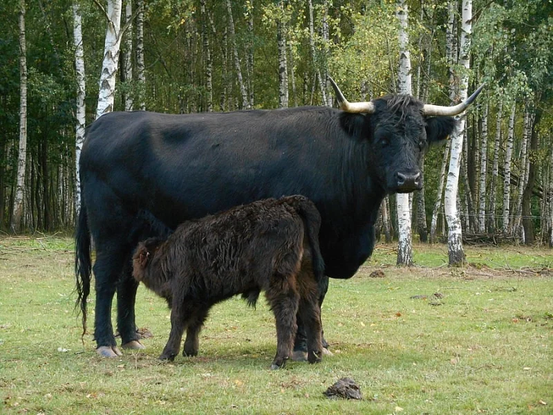 Prodám kravičku Highland, kráva skotský náhorní skot,