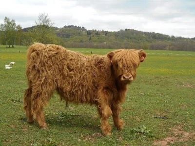 poslední loňský býček v bio - eko kvalitě, masné plemeno,