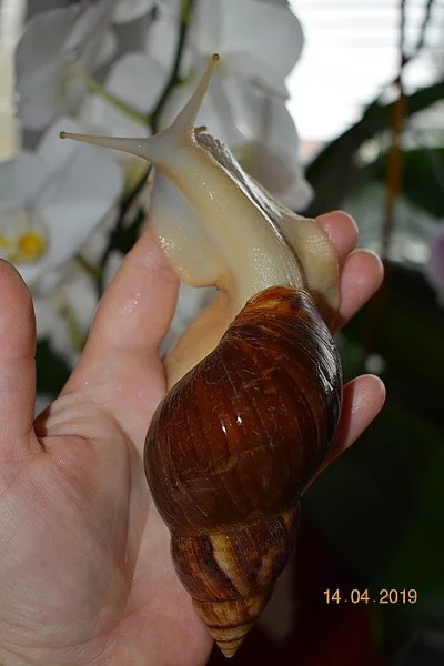 Achatina-Fulica