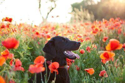 Flat coated retriever černá štěňátka s PP