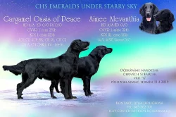 Flat coated retriever černá štěňátka s PP