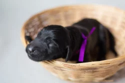 Flat coated retriever černá štěňátka s PP