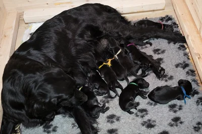 Flat coated retriever černá štěňátka s PP
