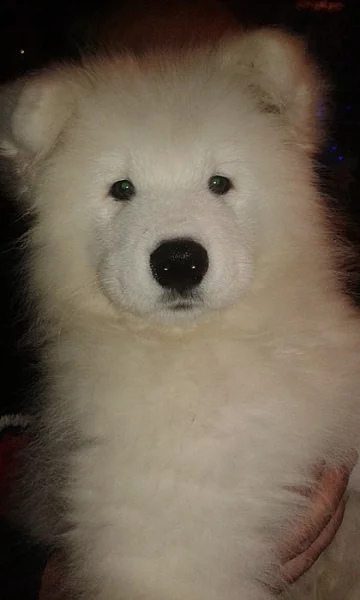 SAMOJED volná štěňata s PP k odběru koncem května
