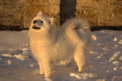 SAMOJED volná štěňata s PP k odběru koncem května