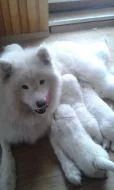 SAMOJED volná štěňata s PP k odběru koncem května