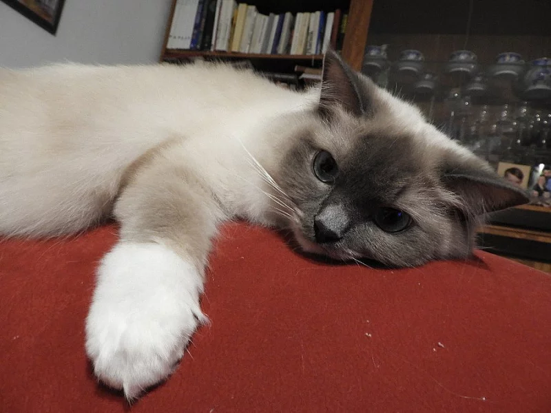 Ragdoll s PP