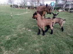 Kůzlata hnědá krátkosrstá