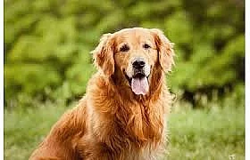 Hledáme štěně pejska odběr léto/podzim