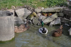 Kachni a slepičí vejce araukan nanásadu