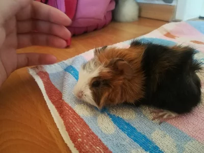 Prodám morčecí miminko