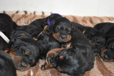 Gordonsetr – štěňata (Gordonsetter)