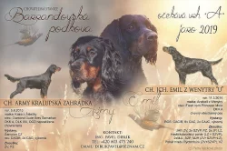 Gordonsetr – štěňata (Gordonsetter)