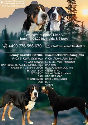 Velký švýcarský salašnický pes