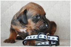 Rhodesian (rhodézský) ridgeback - štěňátka s PP