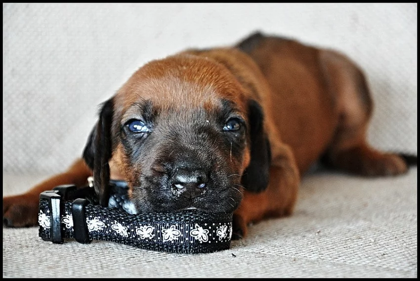 Rhodesian (rhodézský) ridgeback - štěňátka s PP