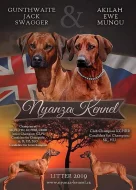 Rhodesian (rhodézský) ridgeback - štěňátka s PP