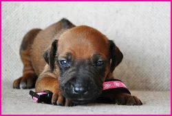 Rhodesian (rhodézský) ridgeback - štěňátka s PP
