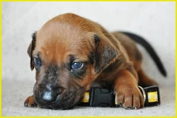 Rhodesian (rhodézský) ridgeback - štěňátka s PP