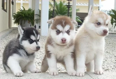 Sibirský Husky