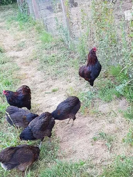 Araukany divoce zbarvené