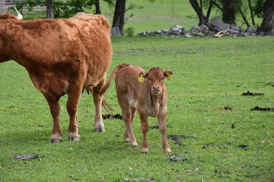 PRODÁM MASNÉ JALOVICE PO LIMOUSINE