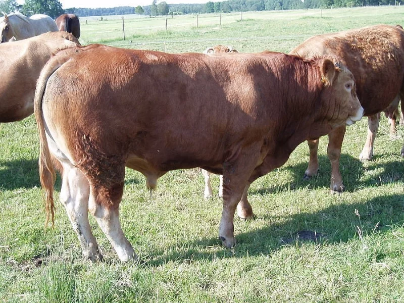 PRODÁM MASNÉ JALOVICE PO LIMOUSINE
