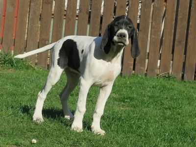 Pointer
